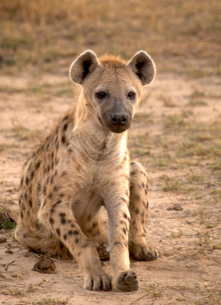 File:HYENA.jpg